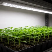 white led grow light over seedlings