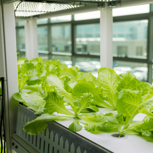 Green lettuce plants growing in a hydroponic system inside a bright indoor farm by large windows.