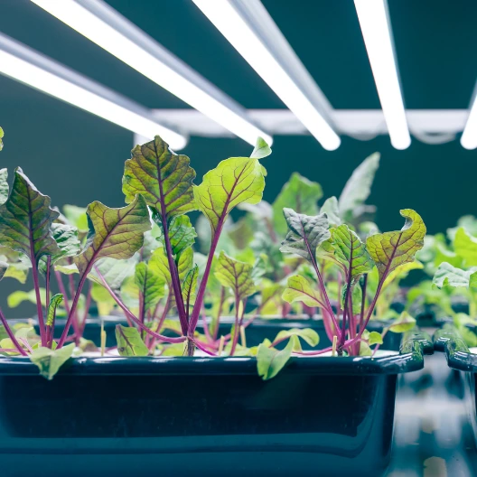 Young leafy greens with purple stems in a hydroponic tray under bright LED grow lights.
