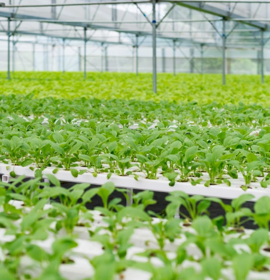 Rows of young green seedlings growing in white trays inside a greenhouse with metal framework and glass roof.