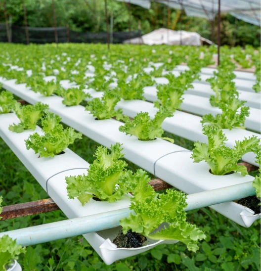 Rows of green lettuce plants growing in white hydroponic channels inside a greenhouse setting.