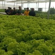 Group of people walking through a greenhouse among rows of green lettuce plants