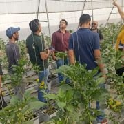 Group of people in a greenhouse observing tomato plants on trellises during a training session or tour.