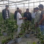 Group of men in a greenhouse inspecting row of pepper plants in trays, guided by a man in white shirt.