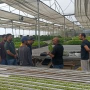 Group of men in a greenhouse inspecting seedlings on long benches with trays of young plants and overhead shade sails nearby.
