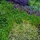Colorful vertical garden: green ferns and cascading leaves with purple foliage and red blooms on the right edge