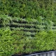 Vertical green wall with dense ferns and long narrow grasses cascading over a multi-tiered planter against a concrete edge.