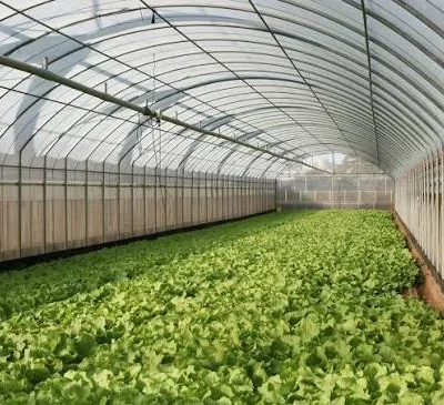 Inside a greenhouse with long rows of leafy green lettuce growing in beds under a curved translucent roof.