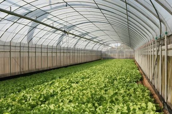 Inside a greenhouse with long rows of leafy green lettuce growing in beds under a curved translucent roof.