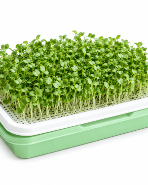 Microgreens Growing Tray | Soil-Free Seed Germination Kit for Sprouts