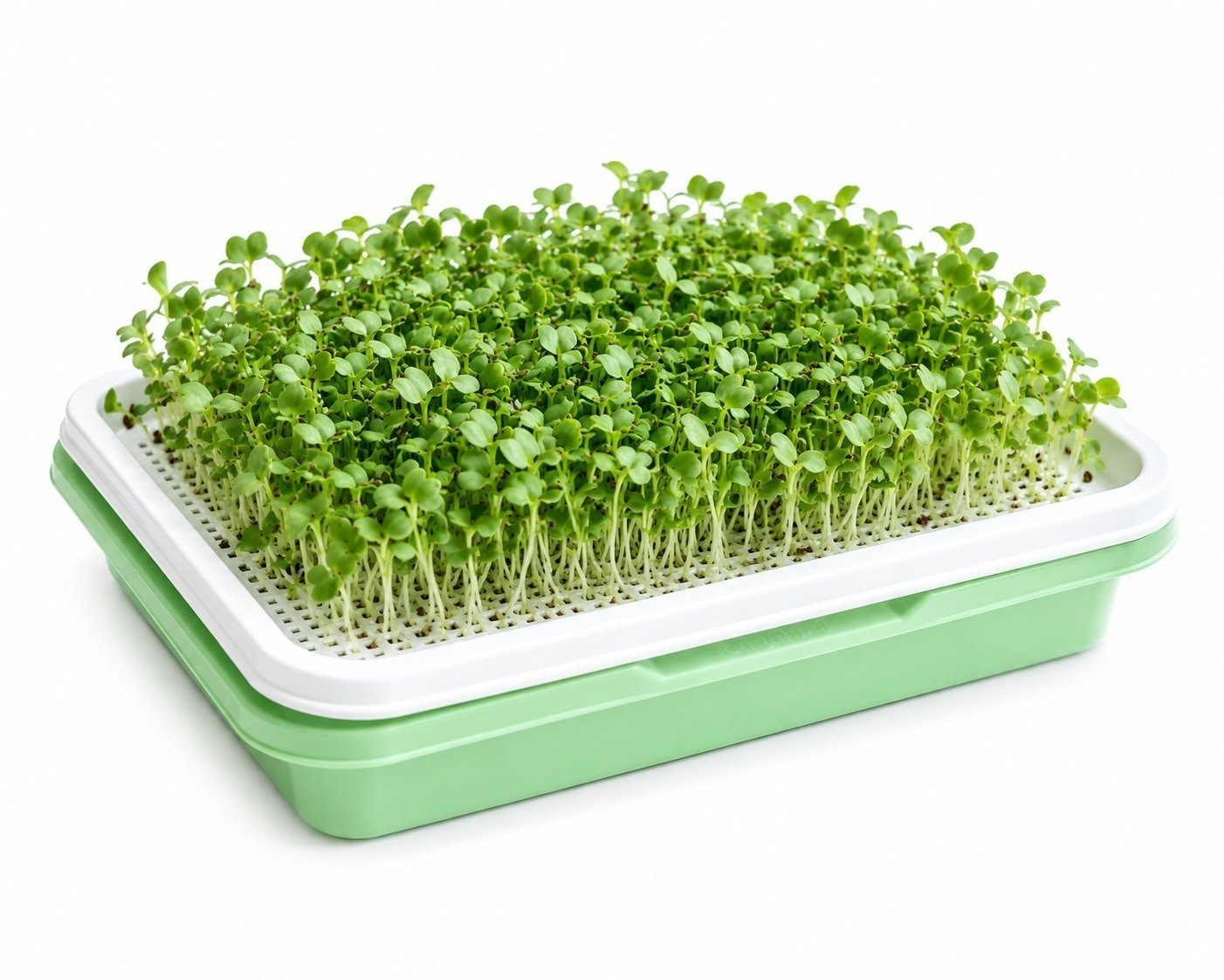Fresh Microgreens at Home
