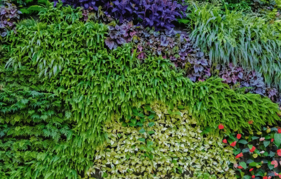 Herbs and leafy greens growing in a modular vertical wall garden