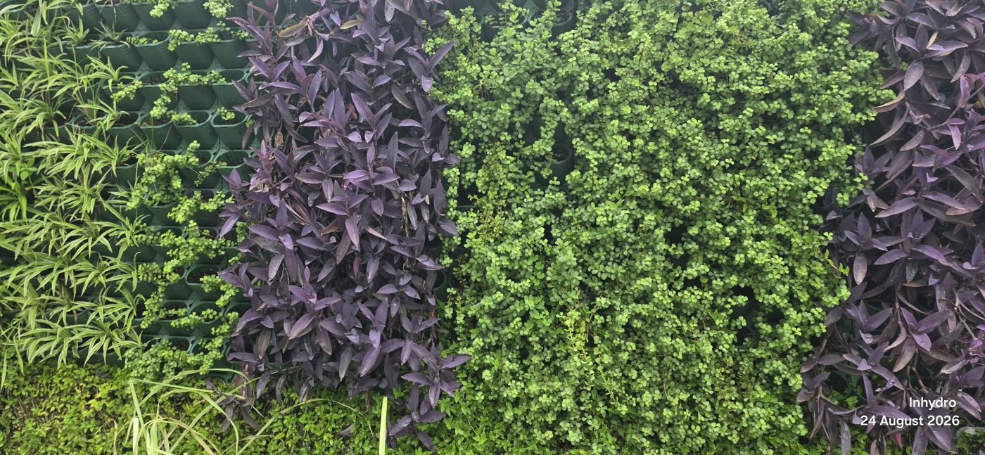 Mature INHYDRO hydroponics wall with spider plant, jade and purple heart