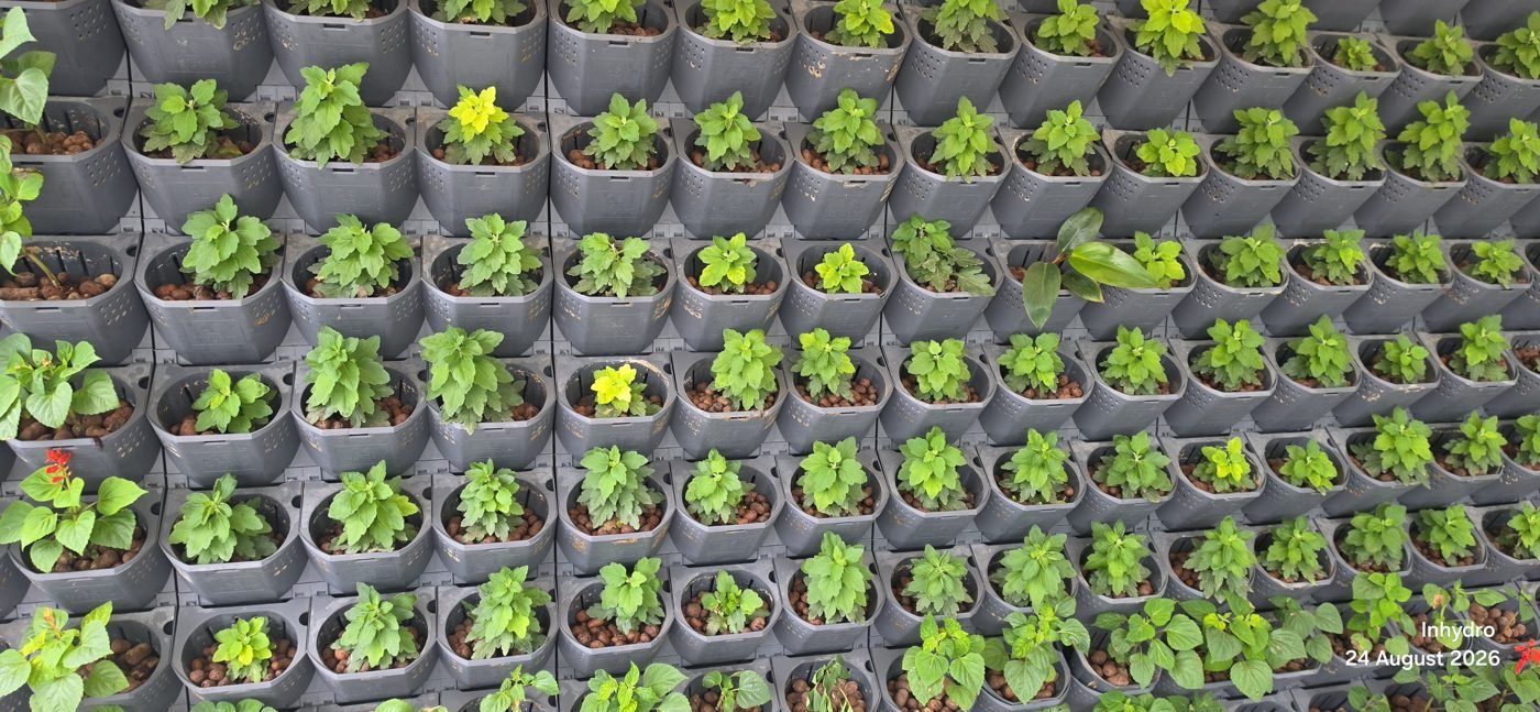 Newly planted INHYDRO panels with LECA clay balls