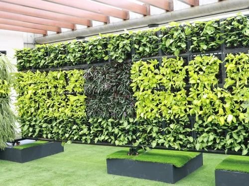Rooftop terrace living wall of money plants